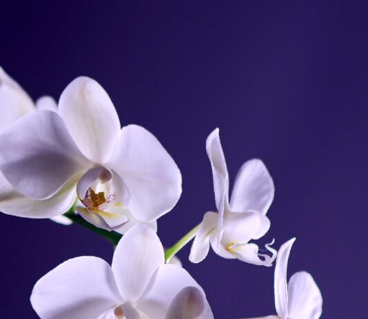 Orchidej má na listech fleky? Víme, co děláte špatně při pěstování