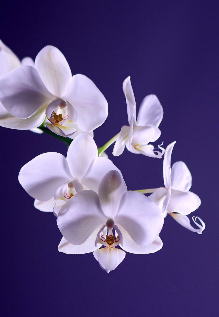 Orchidej má na listech fleky? Víme, co děláte špatně při pěstování