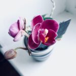 pexels-sara-afonso-942176-2-1